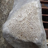 Tabulate Coral