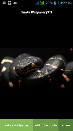 Snake Wallpapers