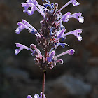 Cilician Catmint