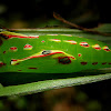 Common Palmfly pupa