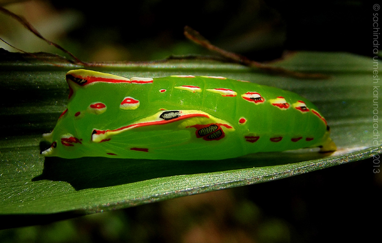 Common Palmfly pupa