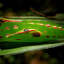 Common Palmfly pupa