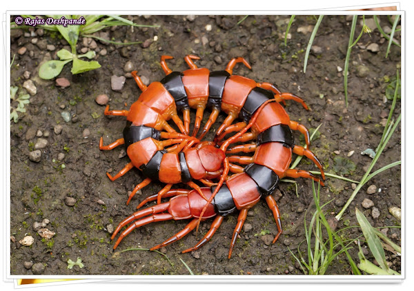 Indian Giant Tiger Centipede | Project Noah