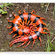 Indian Giant Tiger Centipede