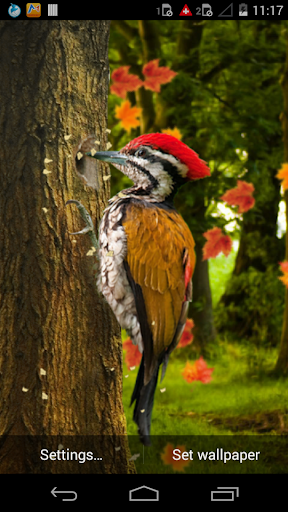 3D Woodpecker Live Wallpaper