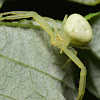 Crab Spider