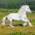 Horse Wallpapers icon