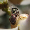 Halictidae Sweat Bee
