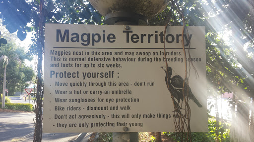 Magpie Territory