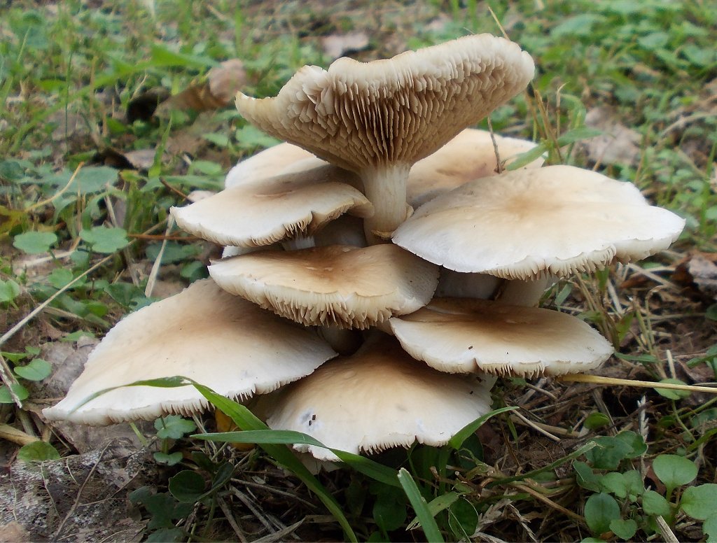 Poplar mushroom (Αγροκύβη η κυλινδρική)