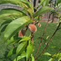 Peach tree