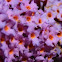 Summer lilac (close-up)