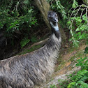 Emu