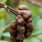 Bramble gall wasp