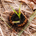 Oak Eggar (Caterpillar)
