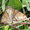 Clover looper moth