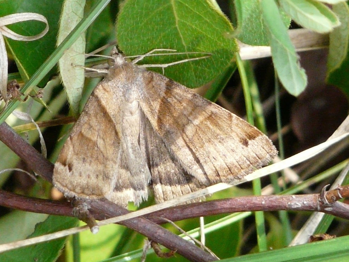 Clover looper moth