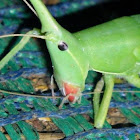 Cone-headed Katydid