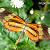 Lysimnia Tigerwing