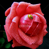 Friendship by Biljana Nikolic -  