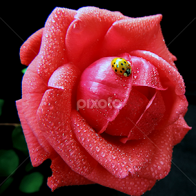 Friendship by Biljana Nikolic - Flowers Single Flower