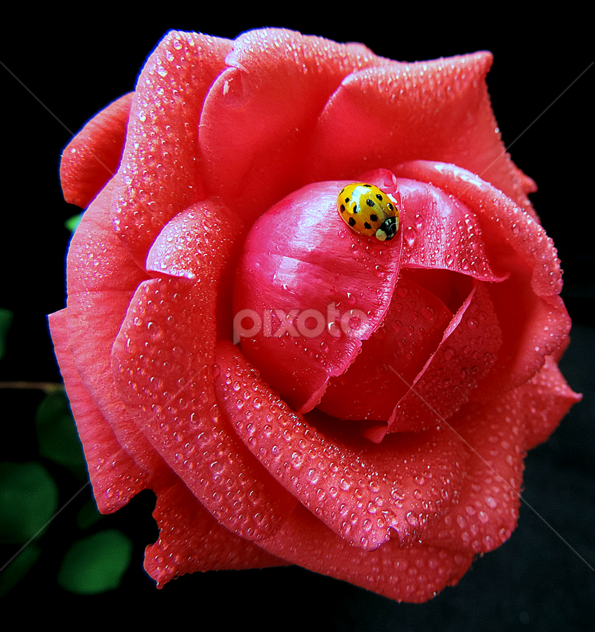 Friendship by Biljana Nikolic - Flowers Single Flower