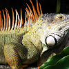 Male green iguana: breeding colors