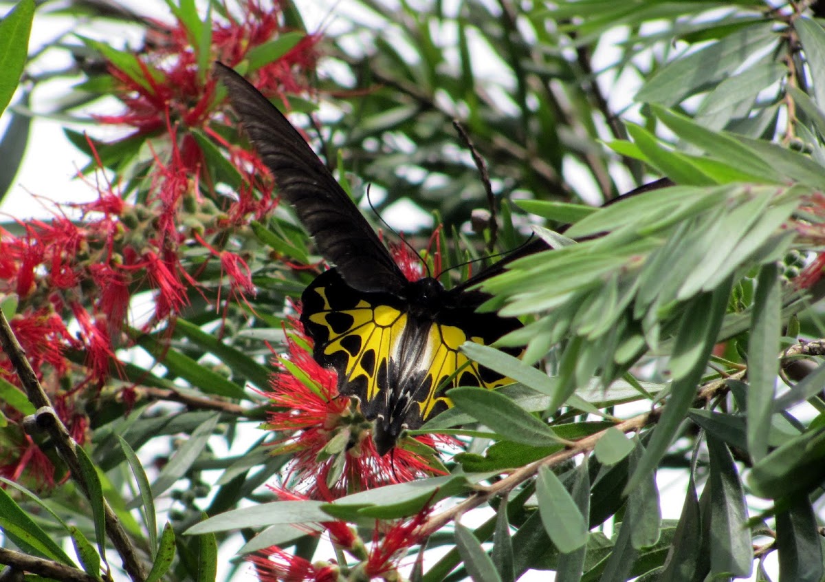 Common Birdwing female