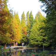 菁芳園 Tenway Garden／花園餐廳／落羽松