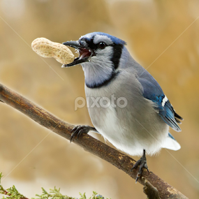 A Special Treat  by Sue Matsunaga - Novices Only Wildlife