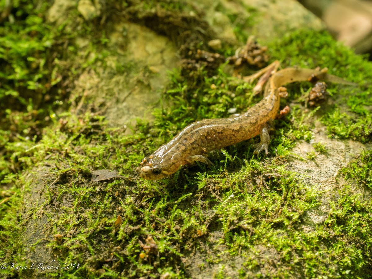 Spotted dusky salamander