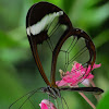 Glass winged butterfly