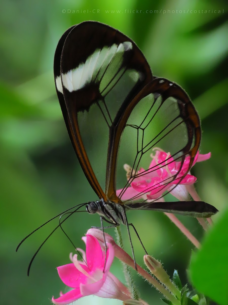 Glass winged butterfly