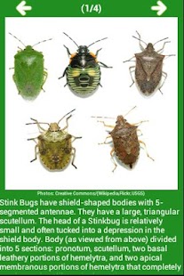 How to install Stink Bugs 1.0 unlimited apk for bluestacks