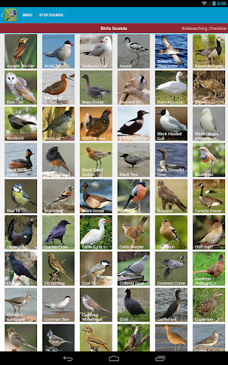 【免費教育App】UK Birds Sounds Free-APP點子