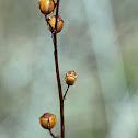 Unknown seed pods