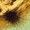 Diadema Urchin