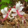 Pinxter azalea