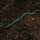 Blue garden flatworm