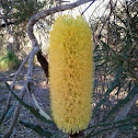 Candlestick banksia