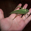 Giant leaf katydid