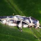 Ripipteryx sp. Cricket infected by fungus