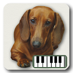 Piano of Dogs Apk