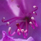 Rhododendron by Milou Krietemeijer-Dirks -  