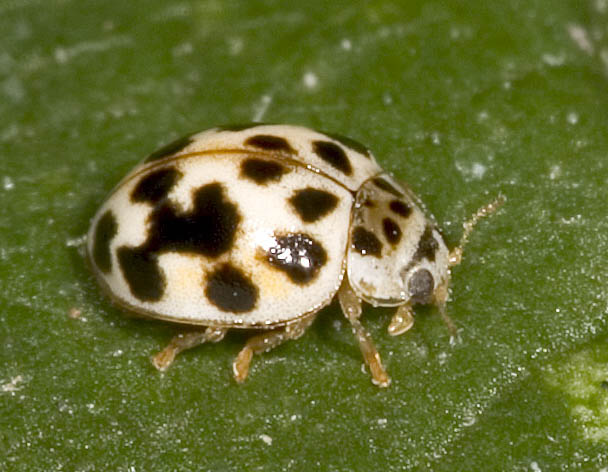 Twenty-spotted Ladybird Beetle