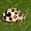 Twenty-spotted Ladybird Beetle