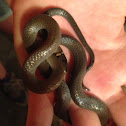 Ring neck snake