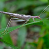 Two spotted tree cricket