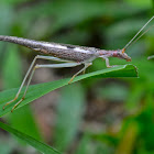 Two spotted tree cricket