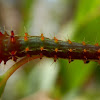 Emperor Gum Moth Caterpillar - late instars